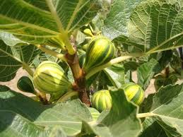 Join group jual beli pokok buah tin segar disini www.pokoktin.com awal bulan ini kecoh bila pokok kurma. Pohon Tin Buah Ara On Twitter Jenis Buah Tin Koleksi Kami Hubungi 081331952345 Http T Co Kkamq2l3