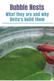 Have You Ever Seen Clusters Of Bubbles On The Water S Surface In Your Betta Fish Tank These Are Called Bubble Nests And They Are A Completely
