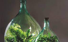 Bottle Garden Growing New Ferndale