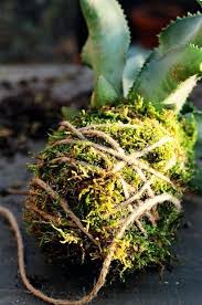 For example, for succulents or cacti that need. Succulent Growing Mediums A Comprehensive Guide Unusualseeds