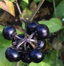 Image result for Solanum scabrum
