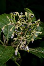 Image result for Solanum schumannianum