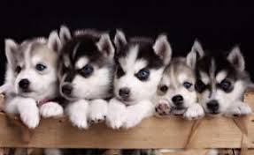 Cute Siberian Husky Puppies Glossy Poster Picture Photo Wolf Pup Puppy Dogs 3066 Ebay Daily posts of puppies and dogs available for adoption in the raleigh, nc area. details about cute siberian husky puppies glossy poster picture photo wolf pup puppy dogs 3066