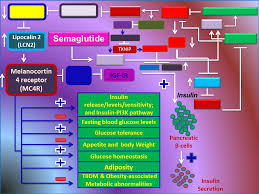 Semaglutide (oral/injection) (sem a gloo tide) brand name: Mechanistic Insights Into How Semaglutide Functions As An Anti Obesity Diabetic Drug Semaglutide Based Therapy For Tiidm And Obesity Associated Metabolic Deficits Semaglutide Trade Name Victoza Saxenda A Glucagon Like Peptide 1 Agonist Used In