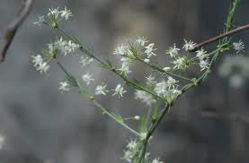 Image result for Asparagus minutiflorus