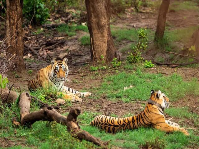 Wilderness at Valmiki Tiger Reserve, AI generated