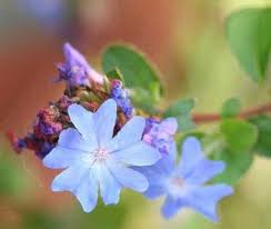 Image result for Ceratostigma griffithii