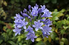 Pin On Agapanthus