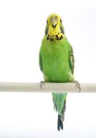 Recipes For Parakeets