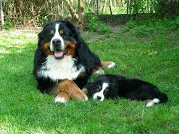 I cani di piccola taglia non hanno l'alimentazione di un bambino piccolo; La Migliore Alimentazione Del Bovaro Del Bernese