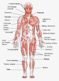 I've labelled the diagrams up to show the main human body muscles. The Muscular System Is The A System For Humans And Muscular System Diagram Transparent Png 921x1270 Free Download On Nicepng