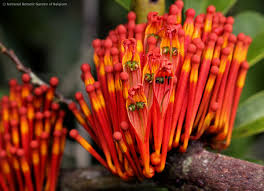 Image result for Phragmanthera