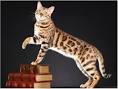 What States are Bengal Cats Illegal In? [ 2020 ]