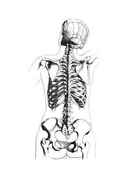 Learn about reptiles with this free printable reptiles coloring book. Coloring Page Skeleton Back View Free Printable Coloring Pages Img 18673