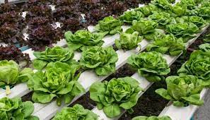 How to make a hydroponic lettuce garden. Hydroponics Basics 16 Beginner Questions Answered Whyfarmit Com