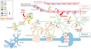 These mobile network service providers rely on the verification form provided when buying the sim card, to keep records of each caller's name, location, street name, id card. Biomolecules Free Full Text Brain Disorders And Chemical Pollutants A Gap Junction Link Html