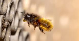 En featured post investing ooiteikbee. Bee Blog