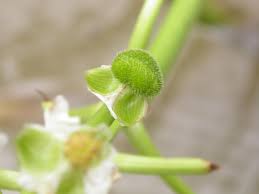 Image result for Alismataceae