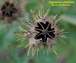 Image result for Argemone