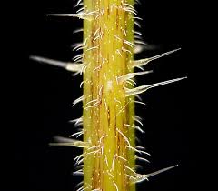 Including spurges, poinsettias, pencil cactus, daffodils, hyacinths and buttercups, skin irritant plants can cause skin irritations, and the reaction varies from person to person. Stinging Plant Wikipedia