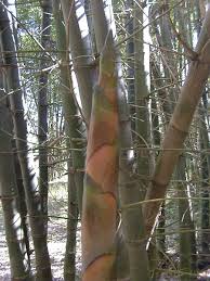 Image result for Bambusa balcooa