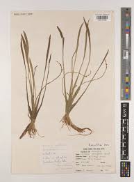 Image result for Wiesneria filifolia