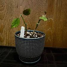 Image result for Plectranthus fruticosus