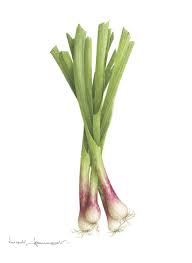 Portfolio Peintures Aquarelles Illustration Vegetale Dessin Legumes Impressions Botaniques