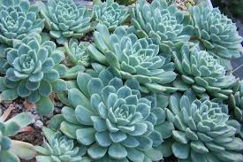 Echeveria elegans is a popular succulent that forms compact. Echeveria Elegans Echeveria Elegans Cacti And Succulents Echeveria