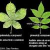Leaves are evergreen in damp places, otherwise are shed in march or early april and then quickly renewed. 1