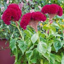 Pin On Cockbombs Flowers