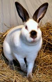 The rex rabbit has short, soft fur that points out instead of against their bodies, making this breed super plushy. Rex Rabbits