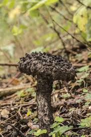 Image result for Strobilomyces strobilaceus