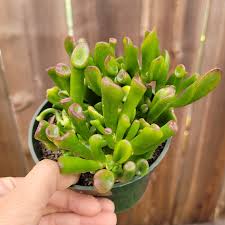 Image result for Crassula vaginata