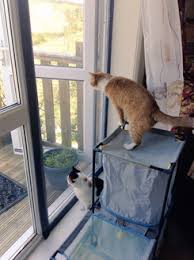 It is ideal for areas where children or pets push against the screen. Flat Cats Window Protection Screens For Cats
