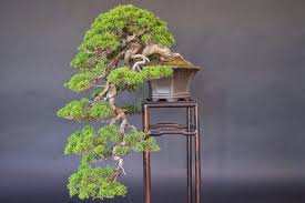 We did not find results for: Cara Menanam Bonsai Dari Pinus Scots Digali Di Hutan Di Pondok Musim Panas Mereka