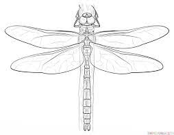 How To Draw A Dragonfly Step By Step Drawing Tutorials Dragonfly Drawing Drawing Tutorial Drawing For Beginners