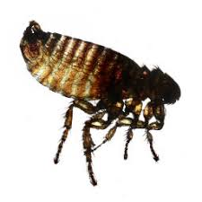 Don't see your favorite business? Visalia Bakersfield Pest Control O Connor