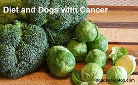 diet and dogs with cancer did my dogs food cause their