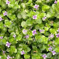 Image result for Lindernia conferta