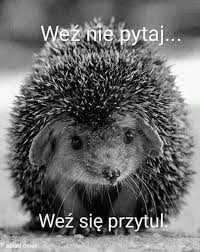 Pin By Agijak On Obrazy Smieszne Zwierzeta Humor Smieszne Zwierzeta Najslodsze Zwierzeta