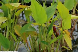 Image result for Thalia geniculata