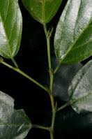 Image result for Leptonychia