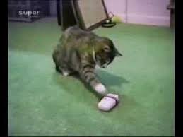 Funny Animals Youtube The students will see wild animals in the scenes.