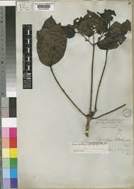 Image result for Crossopteryx