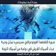 هل انت جديد في الصفحة يشرفنا متابعتك لنا هنا اروع المعلومات اليومية Follow As منصة أضف لمعلوماتك معلومات معلومات عامة معلومة عامة تهمك