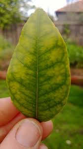 This condition can be recognized by curled, crumpled or twisted leaves, and is often accompanied by yellowing and eventual leaf death. Forum Yellow Lemon Tree Leaves