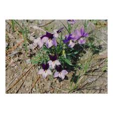 Image result for Launaea violacea