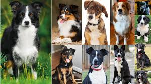 Top 29 Most Popular Border Collie Mixes You Ll Want To Add To Your Home Immediately