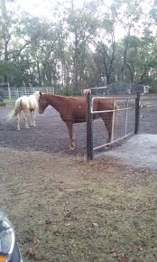 Your child would enjoy riding on this friendly, fun horse which stands firmly on sturdy wheels. Happy Trails Walking Horses Jacksonville 1 904 557 3126